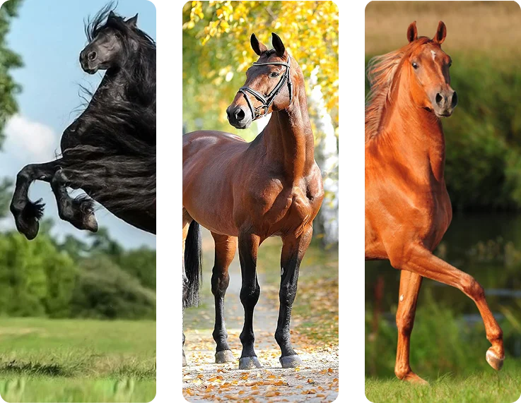 Majestueux cheval frison noir se cabrant sur ses pattes arrière dans un champ verdoyant, sous un ciel bleu vif et nuageux.